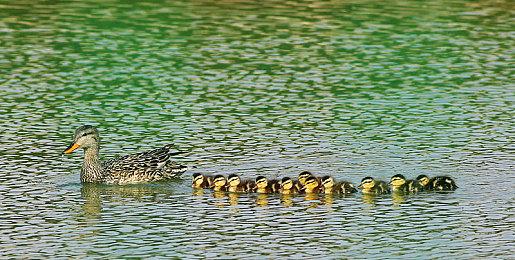 《最强豆腐》Nintendo Switch™版 2025年2月13日正式上线！